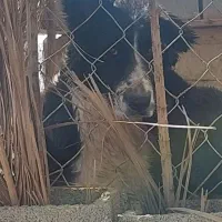 واگذاری جفت سگ لاس قهدریجونی|سگ|سروستان, |دیوار