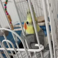 عروس هلندی سینامون