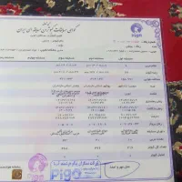 کبوتر مسافتی|پرنده|سبزوار, ابارش|دیوار