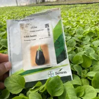 نشاگوجه بادمجان  گل کلم فلفل هندوانه ملون جانا