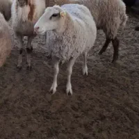 بز سانن و میش رومن|حیوانات مزرعه|اراک, |دیوار