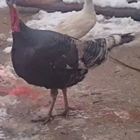 بوقلمون نر وماده