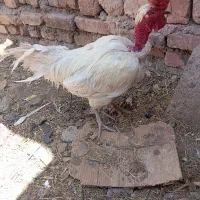 خروس محلی لاری و کبوتر