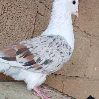 نر مخملی|پرنده|خرمآباد, |دیوار