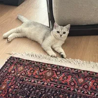 گربه پرشین اسکاتیش ۴ماه