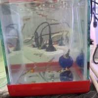 اکواریم کوچیک