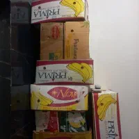 کارتون موزی سالم،  اسباب کشی