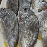 انواع ماهی و میگو دریایی(هندیجان)