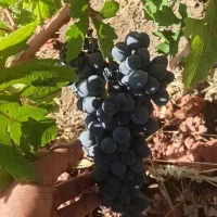 انگور دیمی سردشت