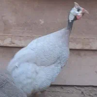 خروس شاخدار (روسی)