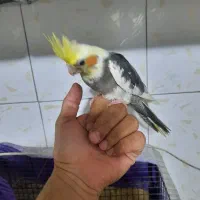 جوجه عروس هلندی|پرنده|قلعه نو, |دیوار