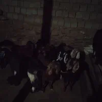 فروش 10 راس بز داشتی