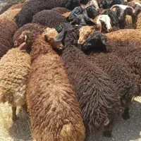 بره چاق کم دنبه