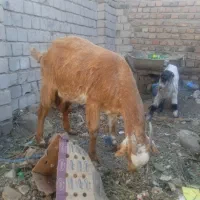 بز سه قلو زا|حیوانات مزرعه|ایرانشهر, |دیوار