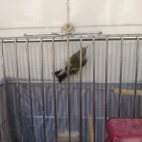 سهره|پرنده|کهریزک, |دیوار