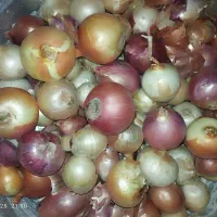 پیاززرد|خوردنی و آشامیدنی|کوزران, |دیوار