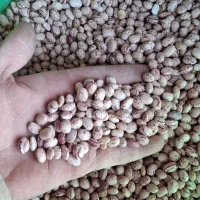 فروش لوبیا چیتی بوجار درجه یک|عمدهفروشی|رودشت (چهارمحال و بختیاری), |دیوار