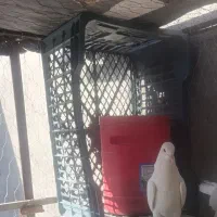 جوجه سفید دیروز غروب گم شده