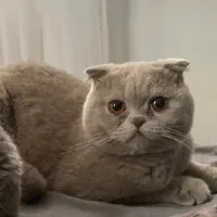 گربه اسکاتیش