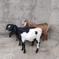 3عددبزپاکستانی زایده وابستن شکم اول|حیوانات مزرعه|اراک, |دیوار