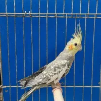 عروس هلندی مرواریدی نر مست و جوجه رام