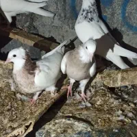 کبوتر طوقی قیمت 450الی 550|حیوانات مزرعه|خورموج, |دیوار