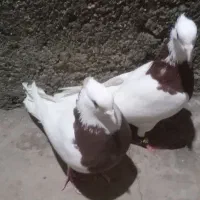 کبوتر