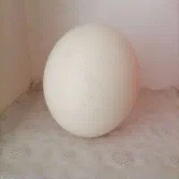 دکوری|صنایع دستی و سایر لوازم تزئینی|تربت‌حیدریه, حسنی بالا|دیوار