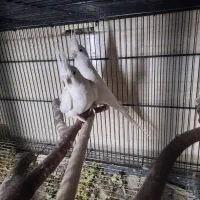 عروس هلندی البینو