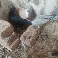 کبوتر|پرنده|بشاریات, |دیوار