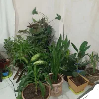 گل طبیعی