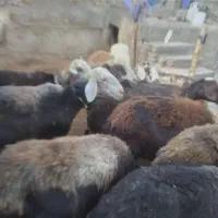 میش