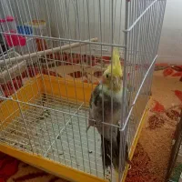 عروس  ومرغ عشق|پرنده|جلفا, |دیوار