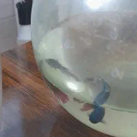 ماهی فایتر نر و ماده|ماهی|شیراز, فاضل|دیوار