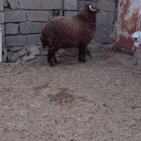 گوسفند بره نر