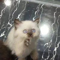 برتیش لانگهیر پسر|گربه|تهران, تهرانسر مرکزی|دیوار