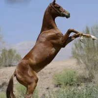 اسب اصیل ترکمن