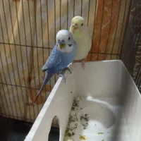 یک جفت مرغ عشق مولد معاوضه عروس ماده