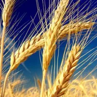 زمین دولت آباد بهترین موقعیت آب و هوایی