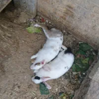 خرگوش
