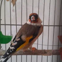 سهره ماده وسهره نر