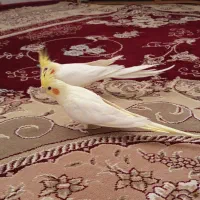 جفت عروس هلندی روی تخم لوتینو