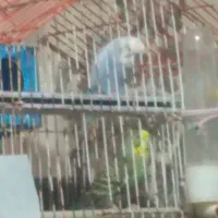 ۲ عدد مرغ عشق جفت تخم گذار