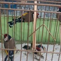 سهره نقابدار|پرنده|بروجرد, |دیوار