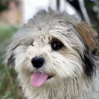 واگذاری شیتزو