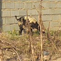 تعدادی بزغاله نر و ماده و ی بره نر|حیوانات مزرعه|گنبد کاووس, |دیوار