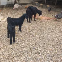 فروش یک راس  بز دوقلو