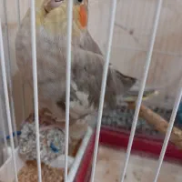 عروس هلندی نژاد سخنگو