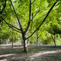 فراغت و استراحت در بزرگترین مجتمع جنگلی یزدخضرآباد|خدمات پذیرایی، مراسم|میبد, |دیوار