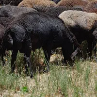 قوچ چهار دندان قزل افشار|حیوانات مزرعه|ماهنشان, |دیوار